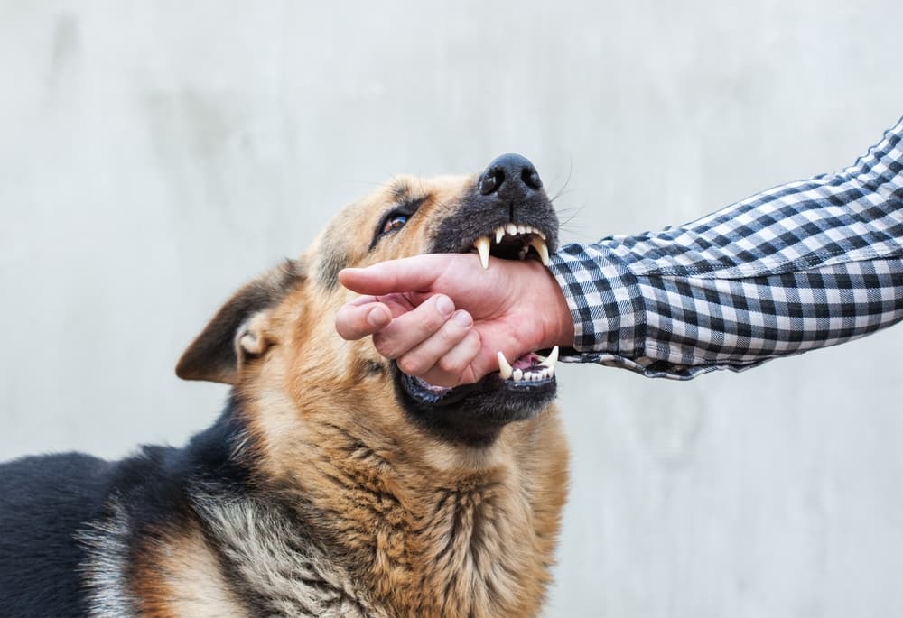 Dog-Bite-Lawyer-Seattle