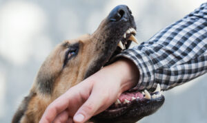 dog bi injury lawyr